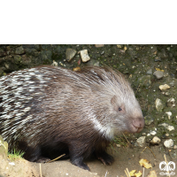 گونه تشی Indian Crested Porcupine